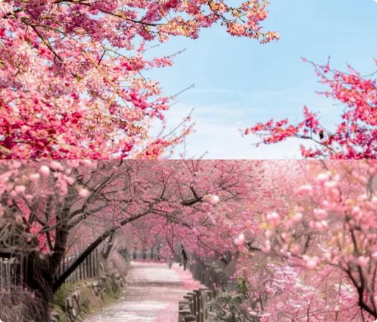 6個(gè)適合3月、4月賞花踏青旅游的旅行地推薦