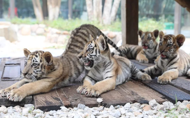 動物園引入智慧票務(wù)系統(tǒng)，游客體驗(yàn)度飆升